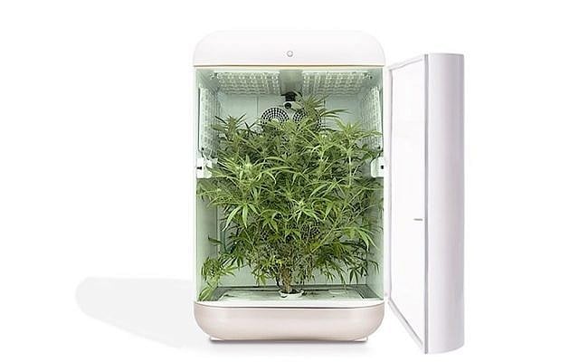 Illustration d'une technologie de culture du cannabis par Seedo. (Crédit : Seedo)