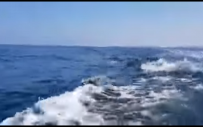 Des dauphins au large d'Ashdod. (Capture d'écran : YouTube)