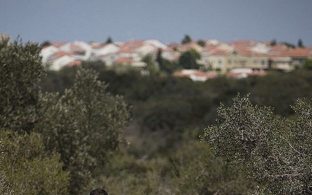 Illustration: les bois près de Zichron Yaakov (Crédit : Hadas Parush/Flash90)