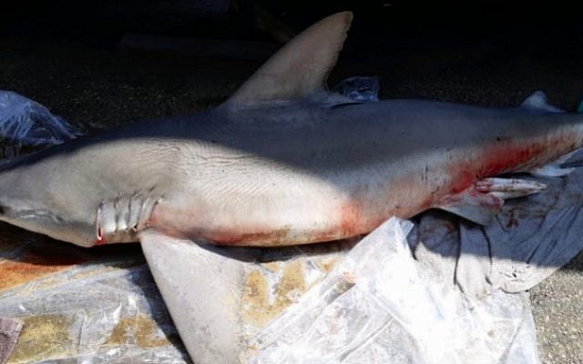Un requin mort échoué à Nahariya, le 18 juillet 2018 (Crédit : Manor Guri/Nature and Parks Authority) Un requin mort échoué à Nahariya, le 18 juillet 2018 (Crédit : Manor Guri/Nature and Parks Authority)