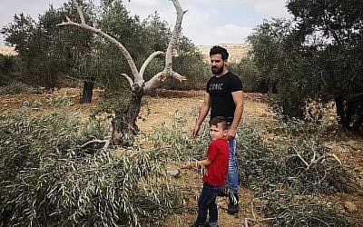 Les habitants du village de Ras Karkar, en Cisjordanie, examinent les oliviers endommagés par des extrémistes israéliens présumés, le 19 août 2018. (Iyad Haddad / B'Tselem)