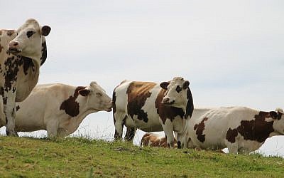 Un élevage de vaches en Normandie. (Crédit : Pixabay)
