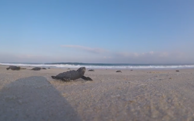 Des bébés tortue affluent vers la mer, en août 2018. (Crédit : Times of Israel)
