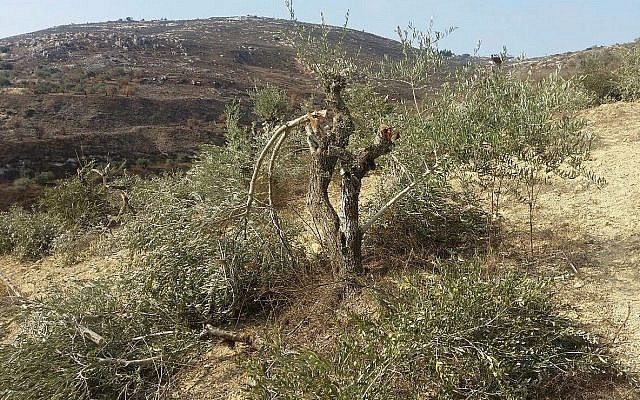 Un olivier détruit près du village de Burin dans le nord de la Cisjordanie. (Publié avec l'autorisation de Yesh Din)