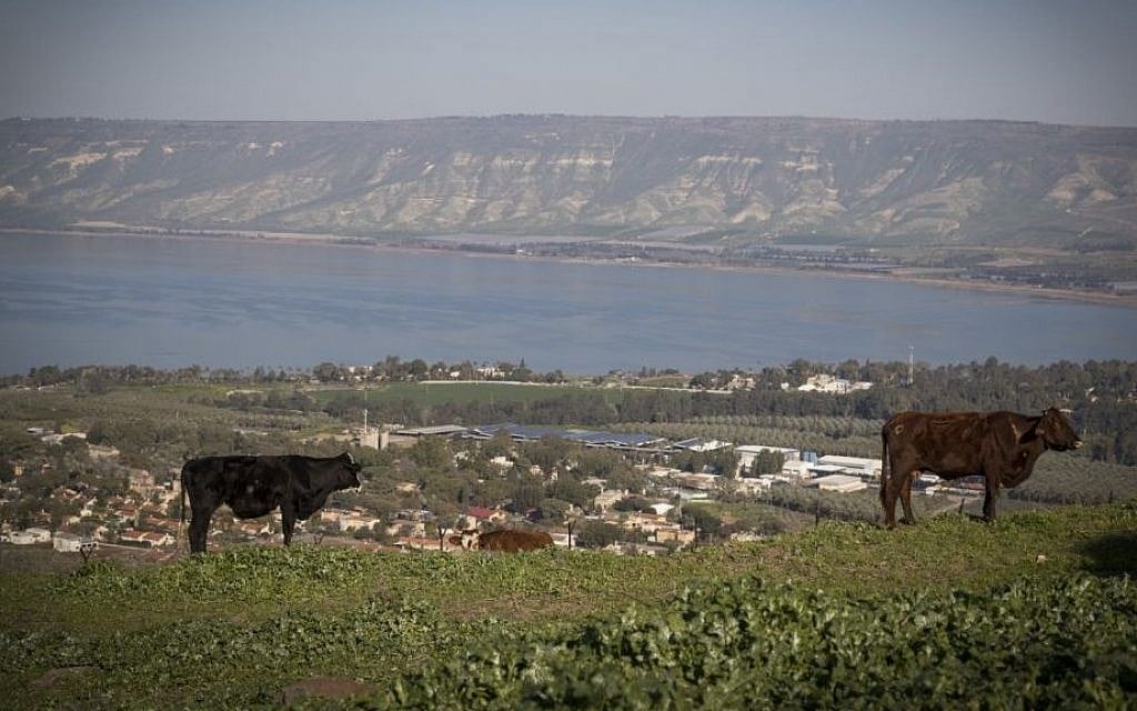 Des vaches dans un champ surplombant le lac de Tibériade, dans le nord d'Israël, le 18 février 2017 (Crédit : Nati Shohat/Flash90)