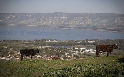Des vaches dans un champ surplombant le lac de Tibériade, dans le nord d'Israël, le 18 février 2017 (Crédit : Nati Shohat/Flash90)