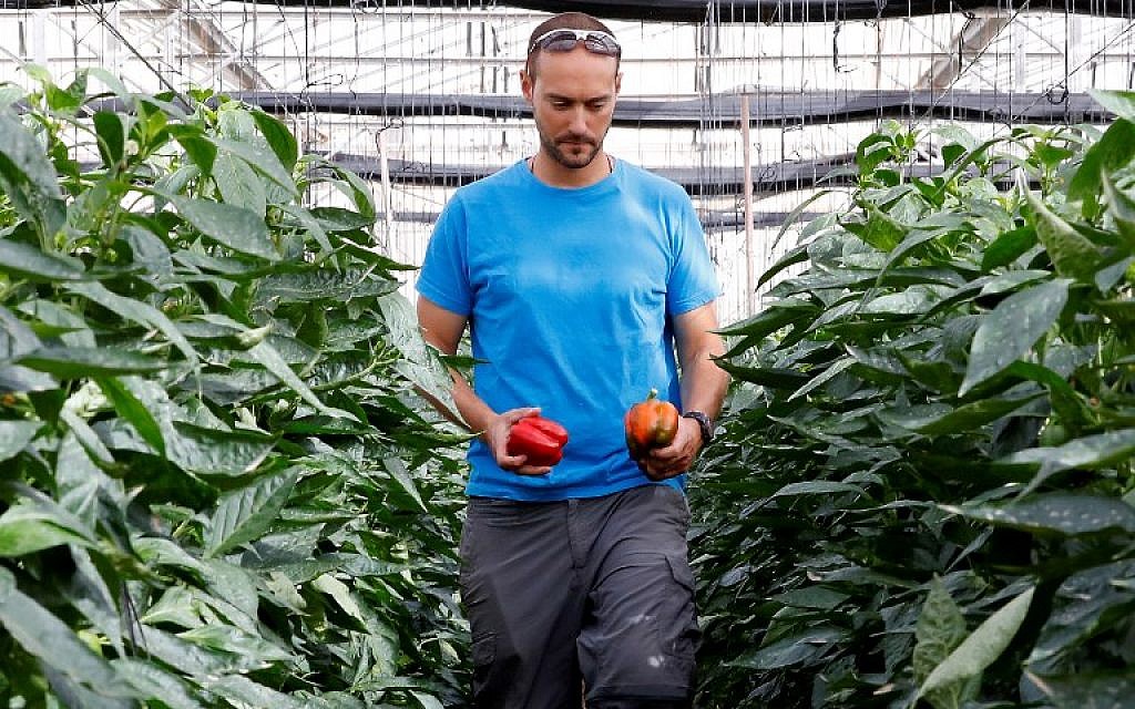 L'agriculteur Eitan Guedj examines ses poivrons cultivés dans le moshav Tsofar, à la frontière israélo-jordanienne, le 23 ocotbre 2018. (Crédit : JACK GUEZ / AFP)