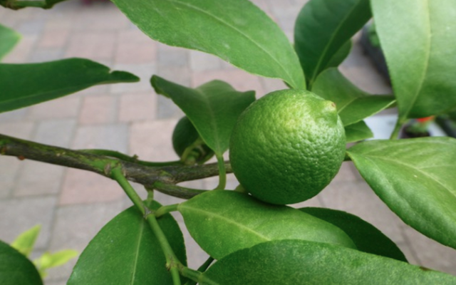 L'etrog cultivé par Rachel Levy à Utecht, aux Pays-Bas. (JTA / NIK)