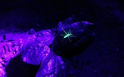 Un moustique libéré par Senecio Robotics et marqué par une poudre fluorescente identifié dans la nature (Autorisation)