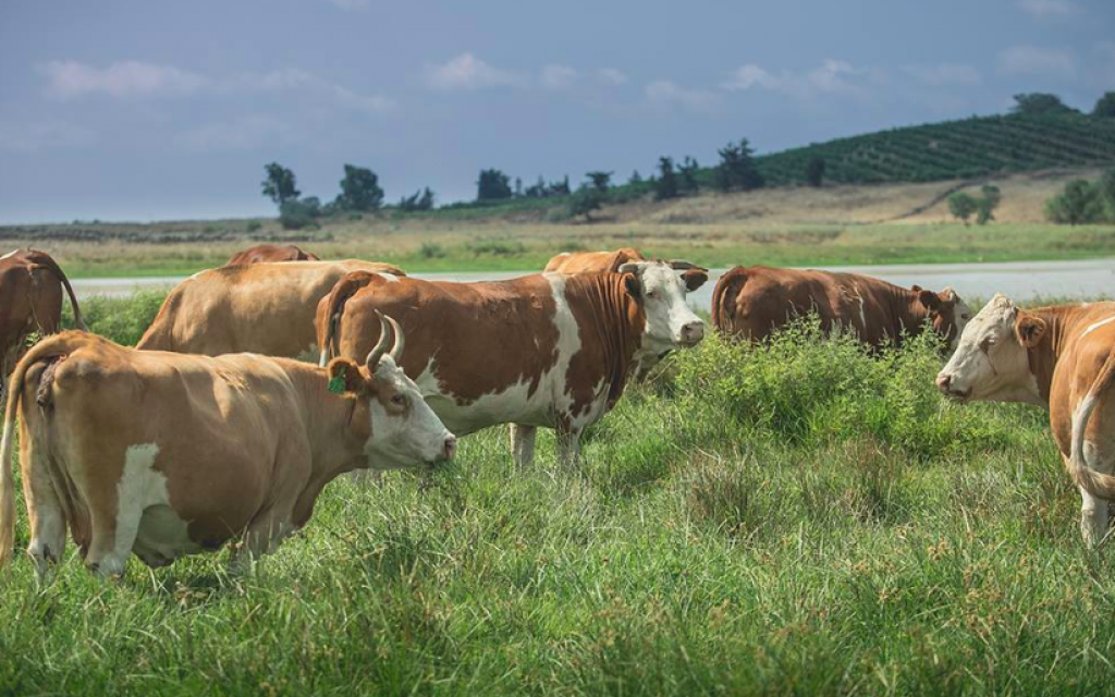 Vaches Simmental paissant dans les pâturages du plateau du Golan (Avec l'aimable autorisation de Mire Golan)
