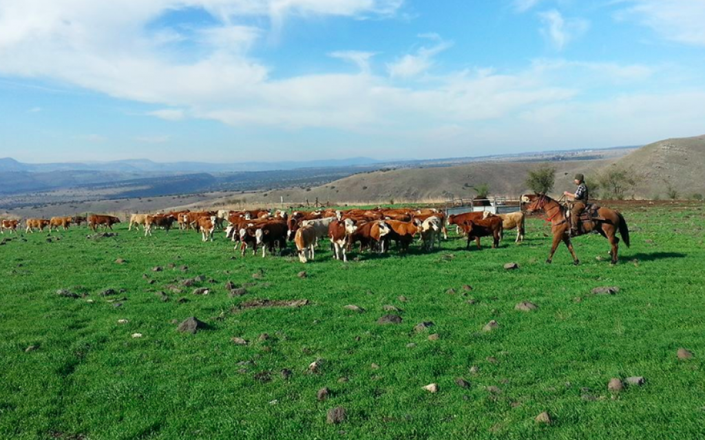 Rassemblement du troupeau sur le plateau du Golan (Crédit : avec l'aimable autorisation de Mire Golan)