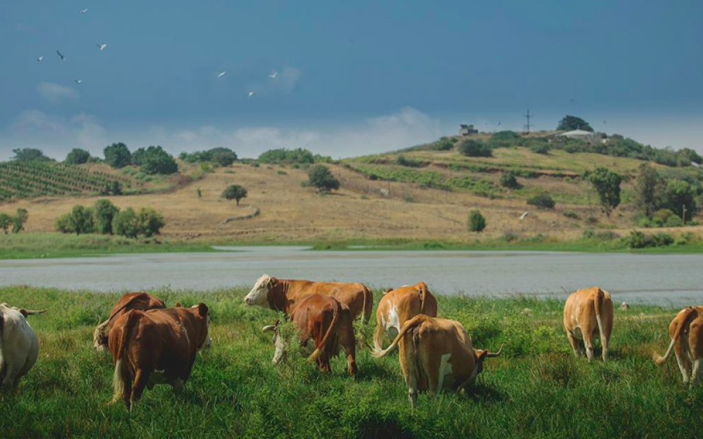 Bien que le plateau du Golan soit considéré comme la meilleure région d'Israël pour l'élevage du bétail, le climat local change et il ne fait plus aussi froid ou pluvieux qu'autrefois (Avec l'aimable autorisation de Mire Golan)