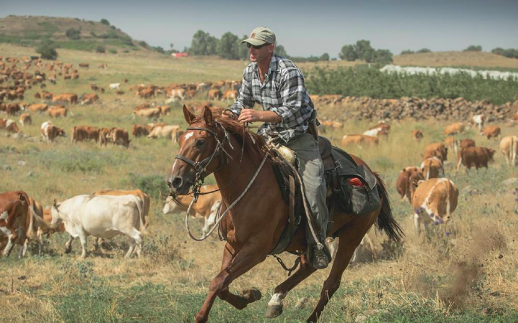 Un éleveur du plateau du Golan rassemblant le troupeau (Avec l'aimable autorisation de MIre Golan)