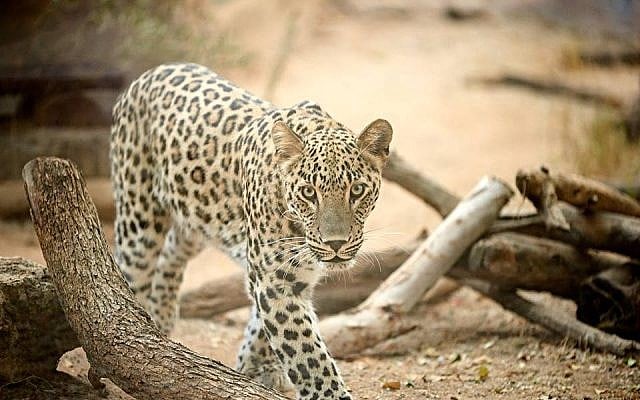 Le nouveau léopard perse du zoo de Ramat Gan, le 10 octobre 2018. (Crédit ! Ramat Gan Safari)