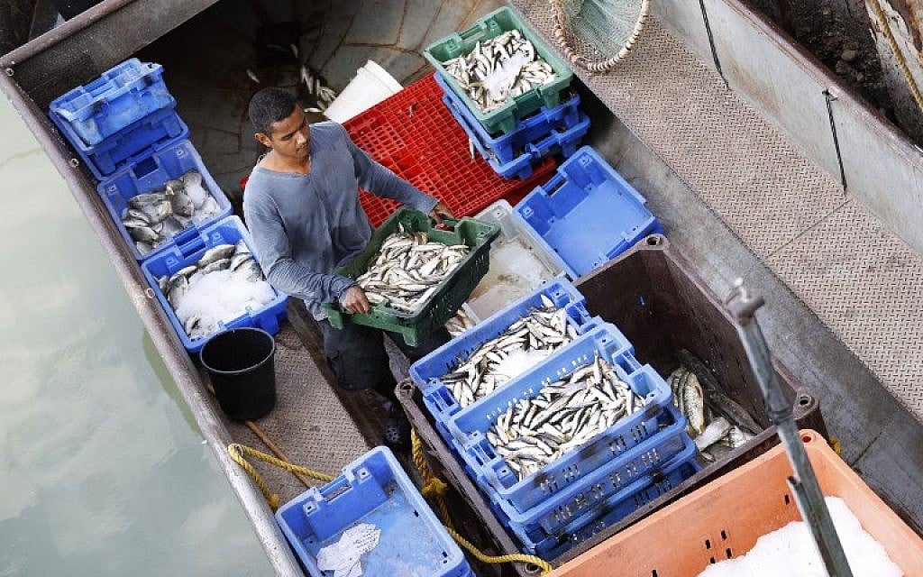 Les produits de la pêche dans le lac de Tibériade, le 8 octobre 2018. (Crédit : JACK GUEZ / AFP)