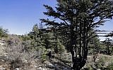 La forêt de cèdres du Liban de Tannourine , réserve naturelle dans les montagnes au nord-est de la capitale de Beyrouth, le 30 octobre 2018 (Crédit :JOSEPH EID / AFP)