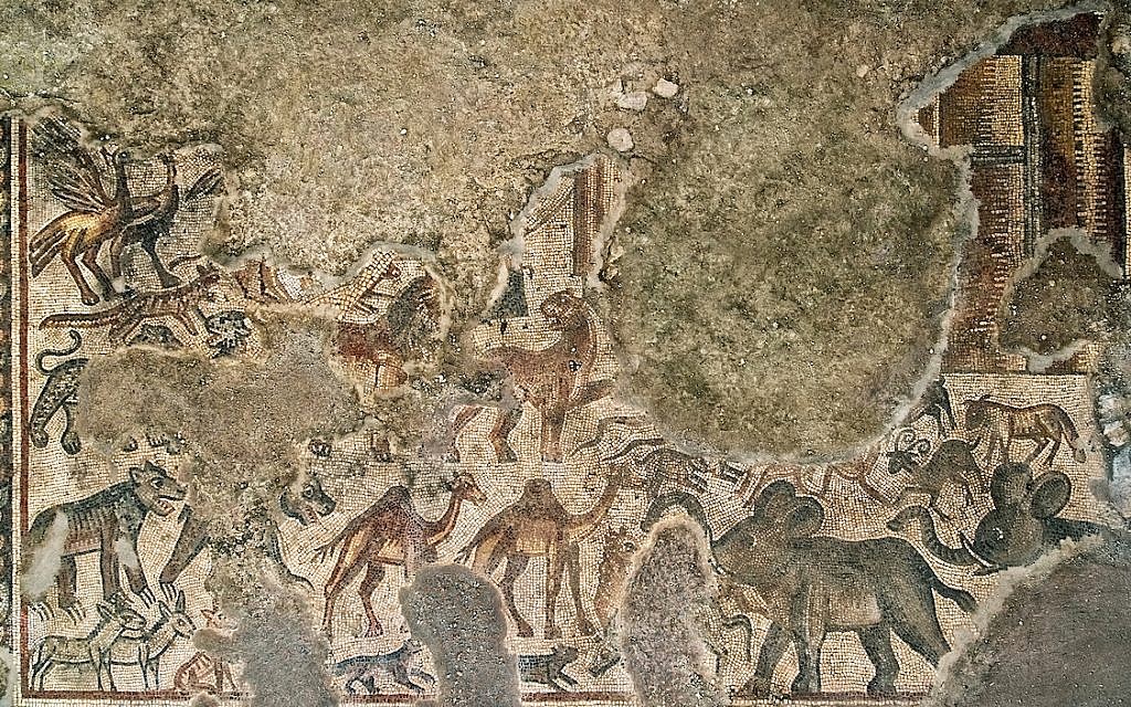 Une mosaïque représentant l'Arche de Noé, dans la synagogue de Huqoq. (Crédit :Jim Haberman)