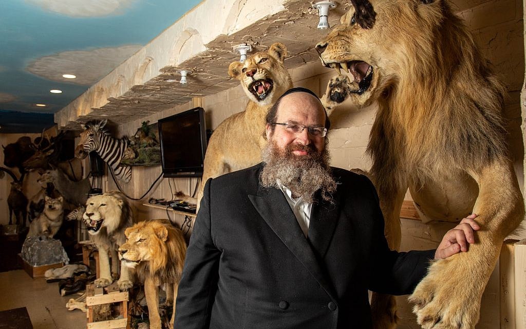 Le rabbin Shaul Shimon Deutsch, fondateur de Torah Animal World, le musée de la ville de New York qui abrite les 1 100 espèces mentionnées dans la Bible et le Talmud. (Micah B. Rubin / Times of Israel)