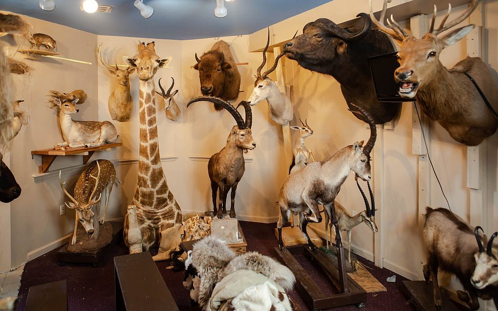 Les 1 100 espèces mentionnées dans la Bible et le Talmud se trouvent au musée Torah Animal World de New York. (Micah B. Rubin / Times of Israel)
