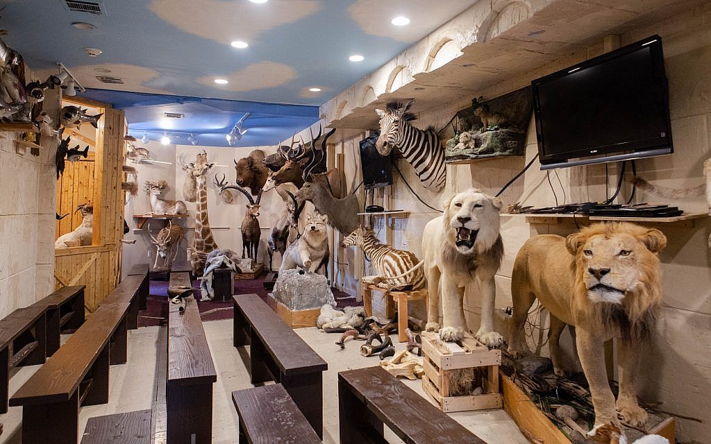 Les 1 100 espèces mentionnées dans la Bible et le Talmud se trouvent au musée Torah Animal World de New York. (Micah B. Rubin / Times of Israel)