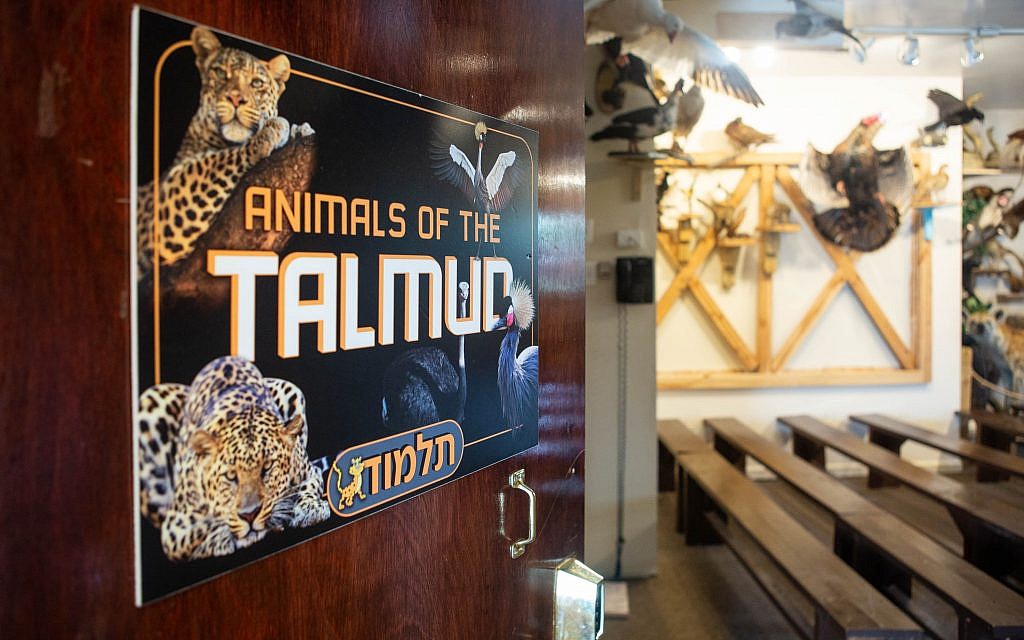 Un panneau vantant les "animaux du Talmud" au Torah Animal Museum de New York. (Micah B. Rubin / Times of Israel)