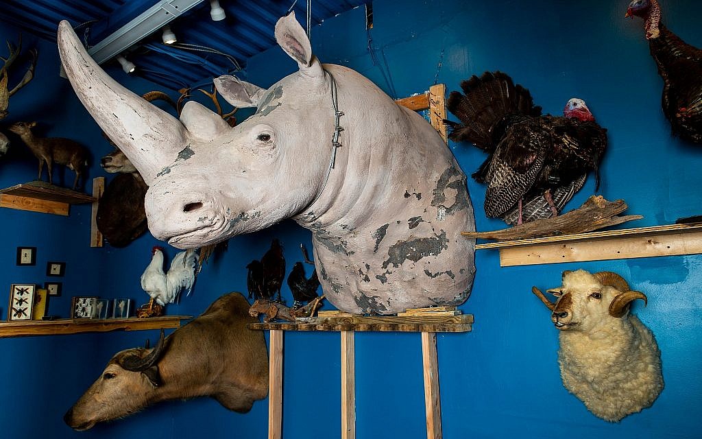 Buste de rhinocéros blanc au musée Torah Animal World. (Micah B. Rubin / Times of Israel)