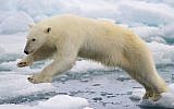 Le nombre d'ours polaires a drastiquement diminué avec la réduction de la calotte glacière, en résultat du réchauffement climatique. (Crédit : domaine public/NPS Climate Change Response)