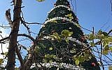 L'arbre de Noël de Fassuta, à côté de l'église Mar Elias. (Crédit : Federico Maccioni/Times of Israel)