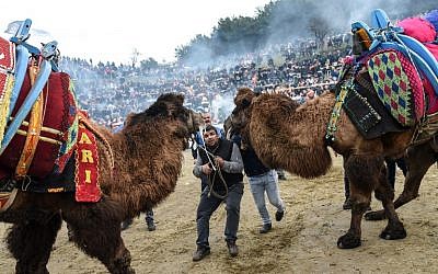 Deux Trucs tentent de faire se battre deux chameaux dans l'arène de Selçuk, le 20 janvier 2019. (Crédit ; BULENT KILIC / AFP)