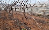 Près de 200 pieds de vignes arrachés dans l'implantation de Tomer, en Cisjordanie, le 20 janvier 2019. (Crédit : Twitter)