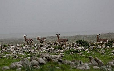 Des gazelles traversent un champ sur le plateau du Golan, le 14 janvier 2019 (Crédit : Maor Kinsbursky/Flash90)