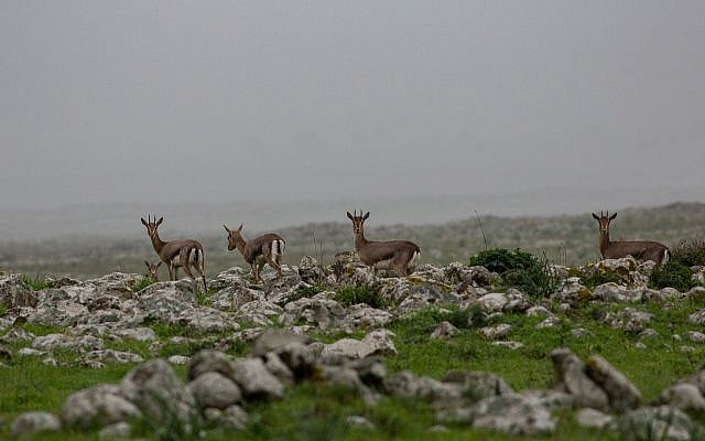 Des gazelles traversent un champ sur le plateau du Golan, le 14 janvier 2019 (Crédit : Maor Kinsbursky/Flash90)