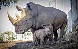 La rhinocéros Keren Peles et sa petit, au zoo de Ramat Gan, en janvier 2019. (Crédit ; Sagi Tabachnick/Ramat Gan Safari)