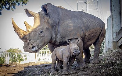 La rhinocéros Keren Peles et sa petit, au zoo de Ramat Gan, en janvier 2019. (Crédit ; Sagi Tabachnick/Ramat Gan Safari)