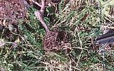 Une vigne appartenant à un viticulteur israélien à Hébron déracinée le 23 janvier 2019. (Crédit : Honenu)