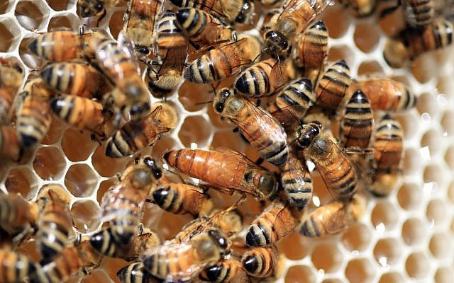 Illustration. Abeilles. (Crédit: Nati Shohat/Flash90)
