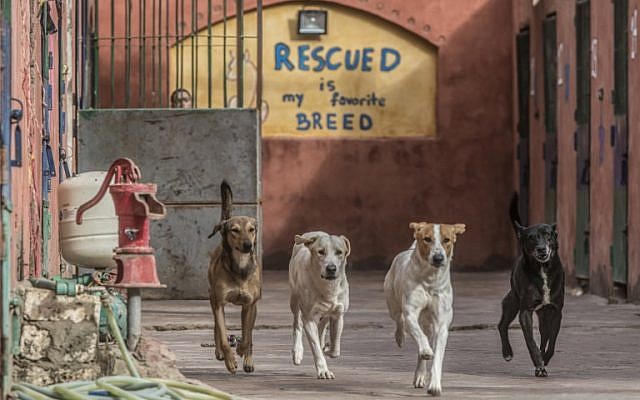 Des chiens errants au "Refuge de l'espoir", une association privée qui recueille et soigne des chiens des rues, à Abusir, au 20 km du Caire, le 12 décembre 2018. (Crédit : Khaled DESOUKI / AFP)