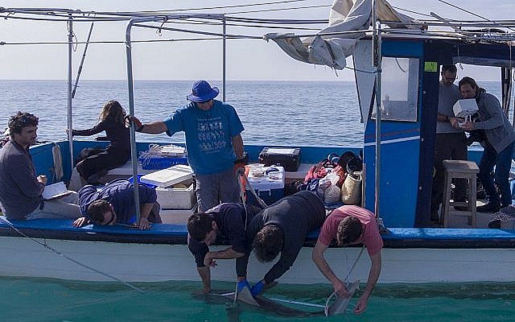 Un requin des sables de 1,8 mètre de long examiné par des chercheurs des chercheurs du projet prédateur de la base de recherche marine Morris Kahn établie par l'université de Haïfa, dans les eaux méditerranéennes au large de la ville de Hadera, dans le nord d'Israël, le février 2019. (Crédit : AP/Ariel Schalit) Un requin des sables de 1,8 mètre de long examiné par des chercheurs des chercheurs du projet prédateur de la base de recherche marine Morris Kahn établie par l'université de Haïfa, dans les eaux méditerranéennes au large de la ville de Hadera, dans le nord d'Israël, le février 2019. (Crédit : AP/Ariel Schalit)