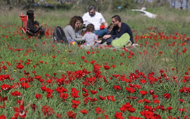 La floraison des anémones dans le sud d'Israël, le 3 février 2018 (Crédit :Nati Shohatl/Flash90)
