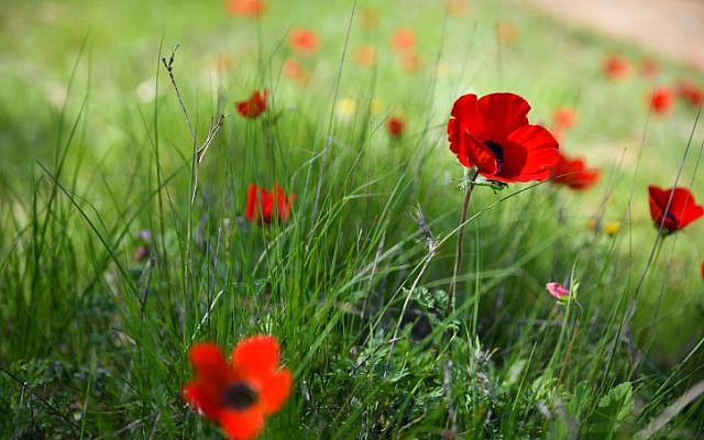 Un champ d'anémones en fleurs dans la forêt de Shokeda, dans le sud d'Israël, le 30 janvier 2019 (Crédit :  (Dudi Modan/Flash90)