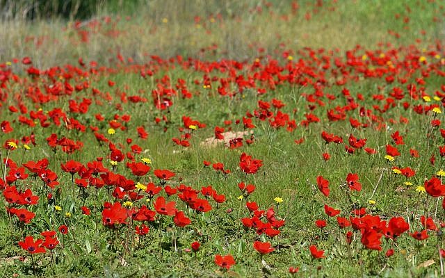 Un champ d'anémones en fleurs dans la forêt de Shokeda, dans le sud d'Israël, le 30 janvier 2019 (Crédit :  (Dudi Modan/Flash90)