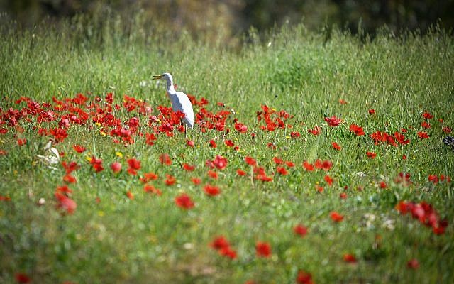 Un champ d'anémones en fleurs dans la forêt de Shokeda, dans le sud d'Israël, le 30 janvier 2019 (Crédit :  (Dudi Modan/Flash90)