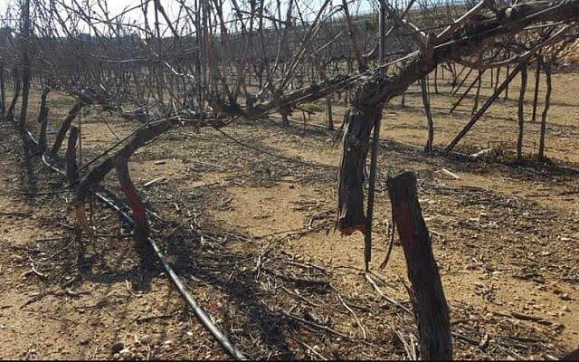 Les ceps de vigne abattus dans l'implantation de Kfar Etzion, le 17 février 2018 (Crédit : Yaron Rosental) Les ceps de vigne abattus dans l'implantation de Kfar Etzion, le 17 février 2018 (Crédit : Yaron Rosental)