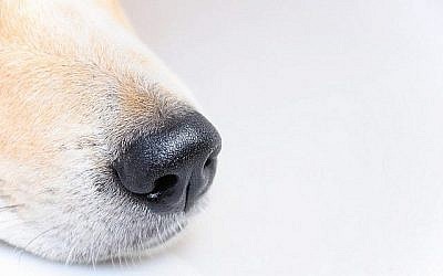 Illustration de la truffe d'un chien. (Keyshort; iStock by Getty Images)