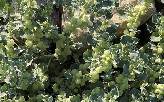 Atriplex holocarpa, également connu sous le nom de Spongy Orache, est une plante envahissante importée à l'origine en Israël comme plante ornementale australienne. Son fruit est encapsulé dans d'étranges structures spongieuses en forme de boules.