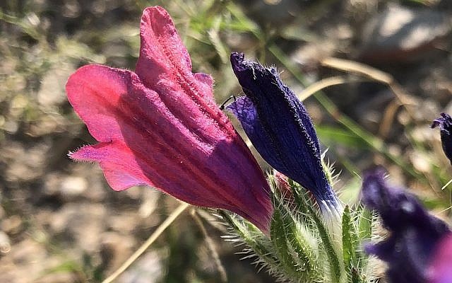 Echium judaeum est une plante appartenant à la famille de la bourrache. Ses fleurs passent du violet au rose en vieillissant, éventuellement pour alerter les insectes qu'ils ont déjà été pollinisés et qu'ils devraient regarder ailleurs. Les poils sur les feuilles aident à prévenir la perte d'eau par temps sec. 22 février 2019. (Crédit : Sue Surkes / Times of Israel)