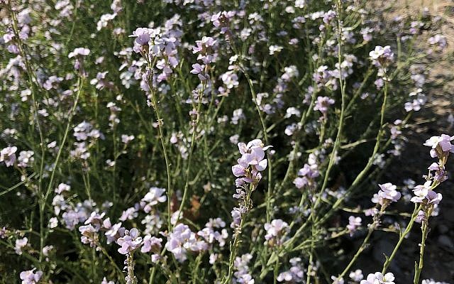 Erucaria hispanica, ou moutarde rose espagnole, fleurit dans toute sa splendeur au bord de la mer Morte, le 22 février 2019. (Crédit :Sue Surkes / Times of Israel)