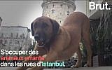 La municipalité d'Istanbul au chevet des animaux de rue. (Crédit : Brut via YouTube)