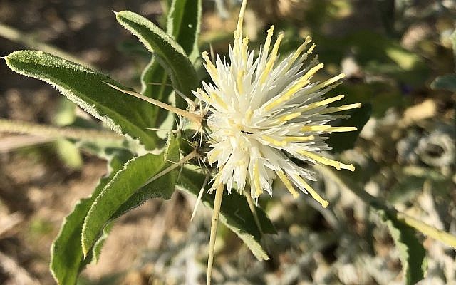 Centaurea pallescens ou bleuet du désert.