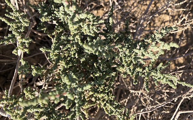 Salsola tetrandra, une plante tolérante au sel aux feuilles squameuses.